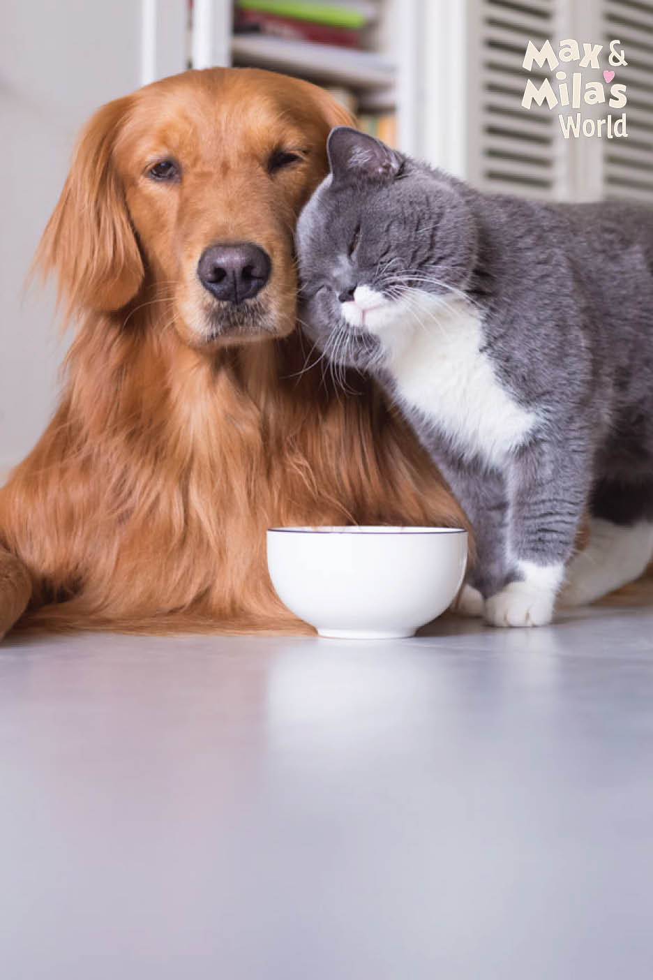 Un chien et un chat se blottissent l'un contre l'autre à côté d'un bol blanc.