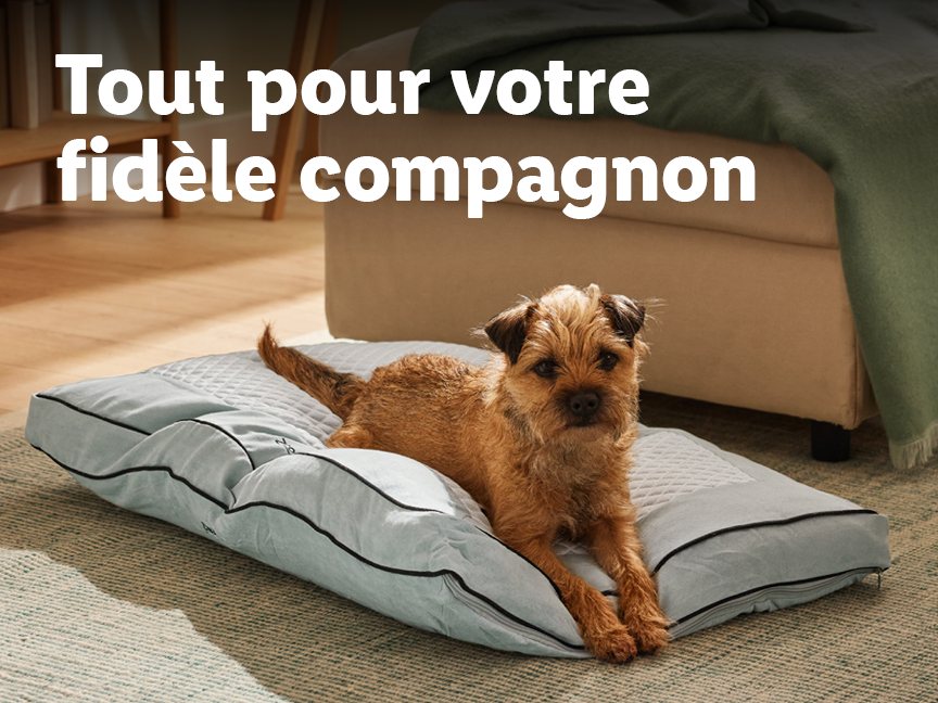 Un chien sur un coussin pour animaux de compagnie avec le texte 'Tout pour votre fidèle compagnon'.