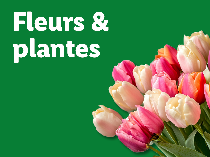 Texte 'Fleurs & plantes' sur fond vert avec des tulipes colorées.