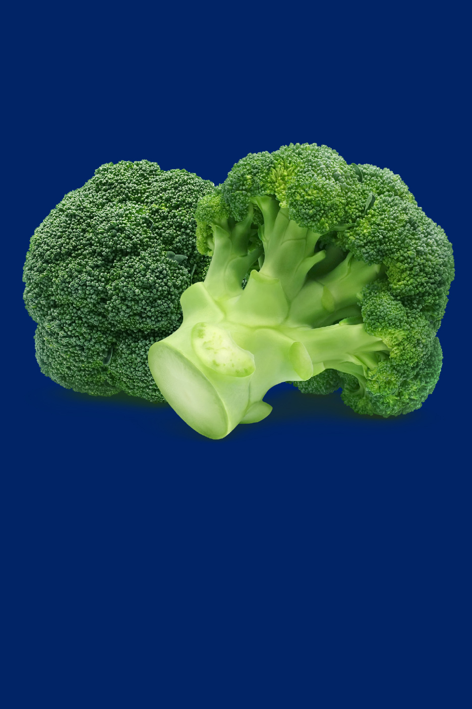Deux brocolis frais sur fond bleu.