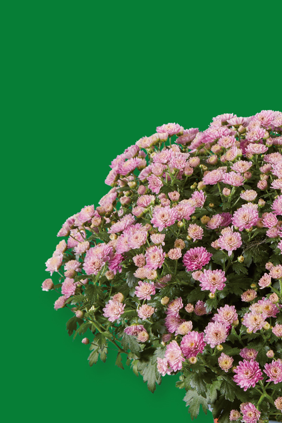 Un buisson de chrysanthèmes roses en fleurs sur un fond vert.
