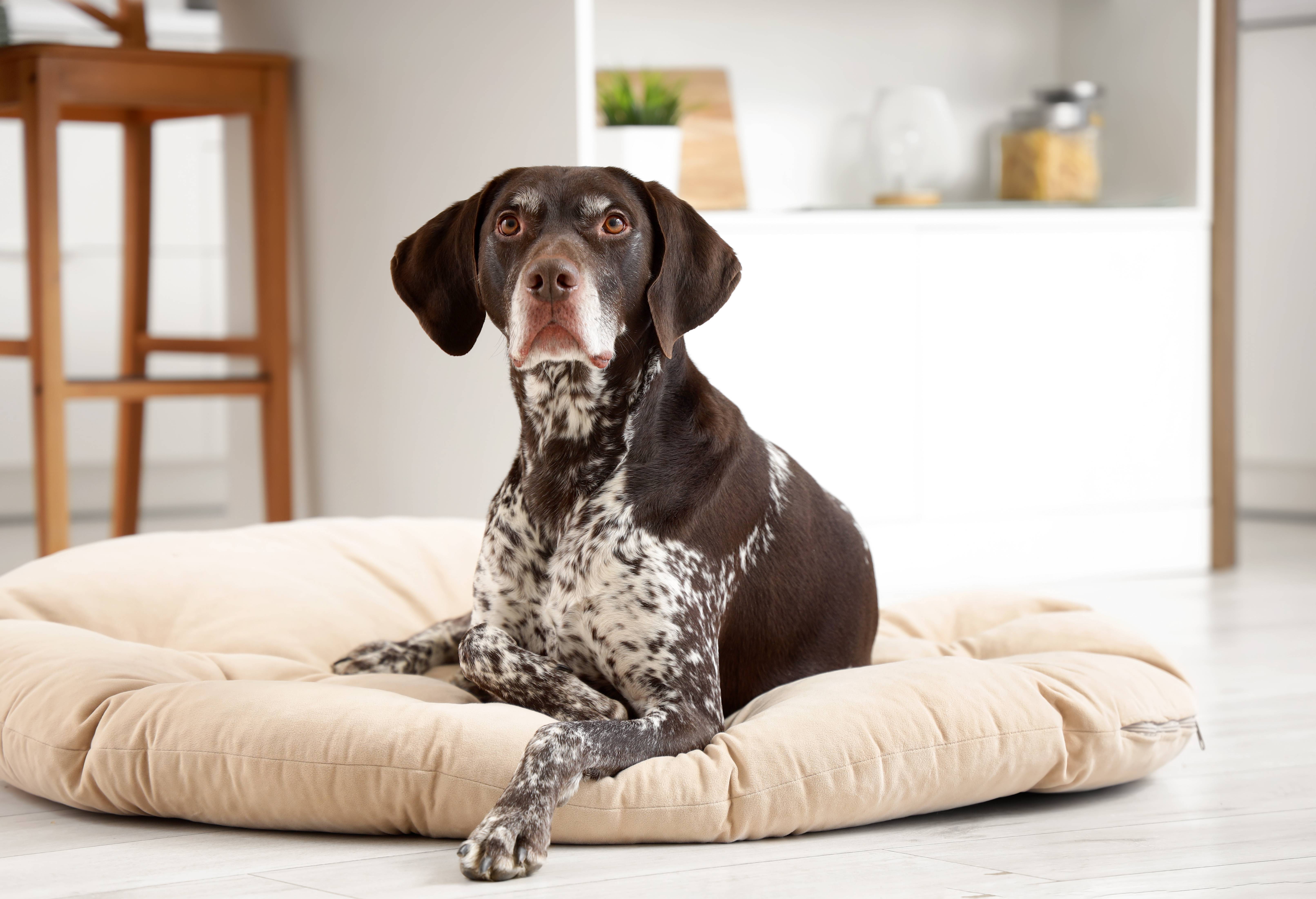 Chien brun tacheté allongé sur un lit pour chien beige dans une pièce lumineuse.