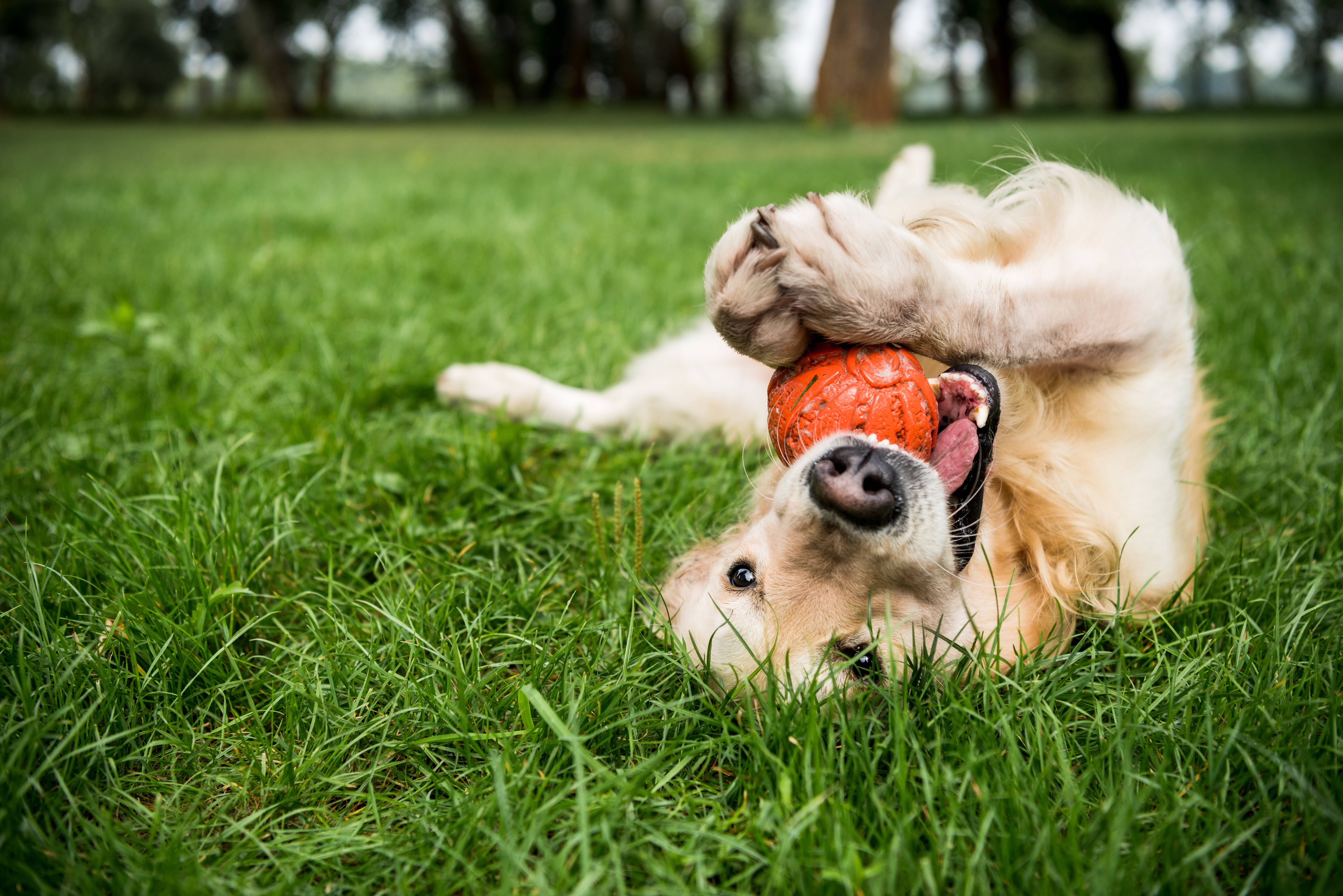 Golden retriever allongé sur le dos dans l'herbe, jouant avec une balle orange.