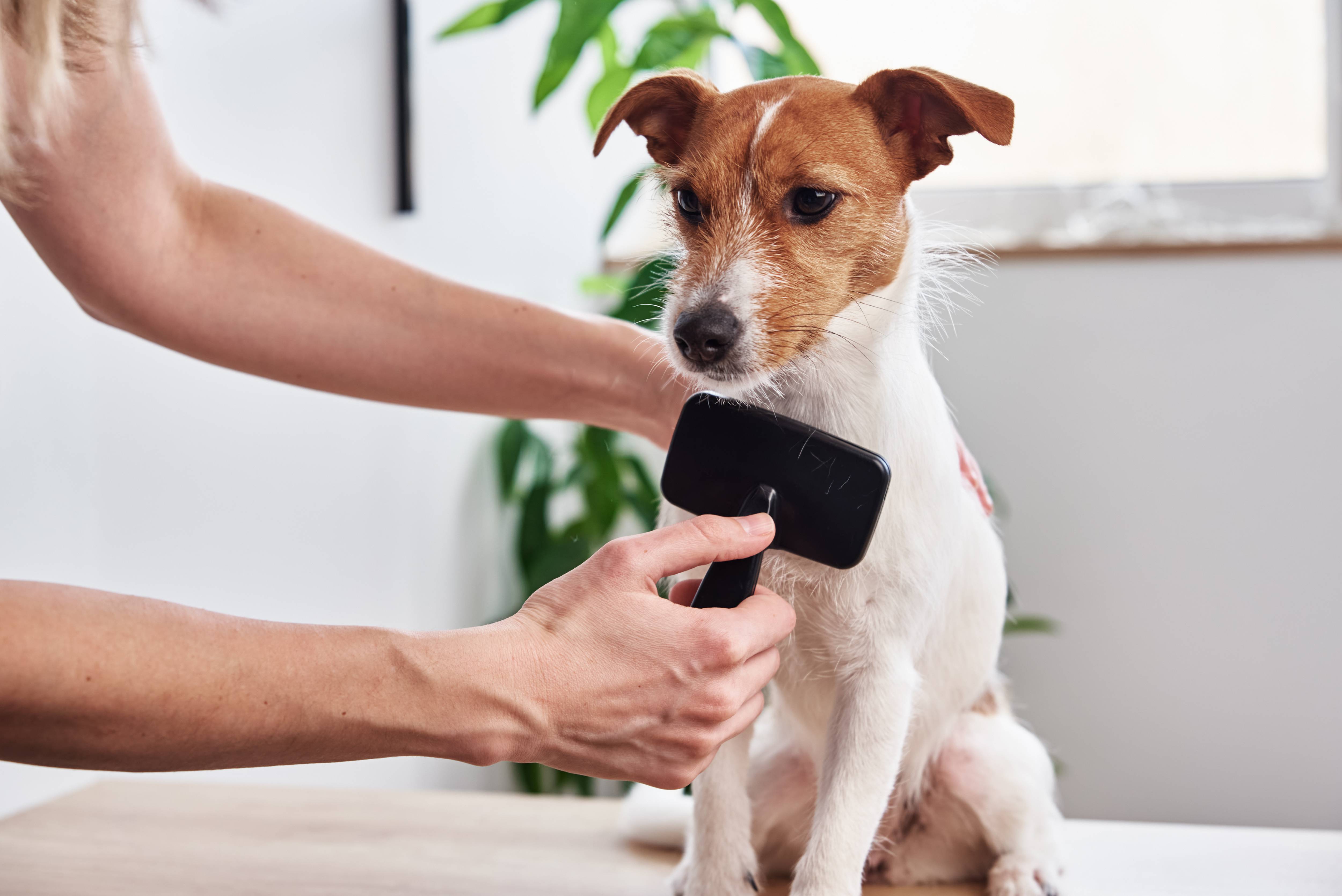 Femme brosse un chien assis sur une table, avec plante et fenêtre en arrière-plan.