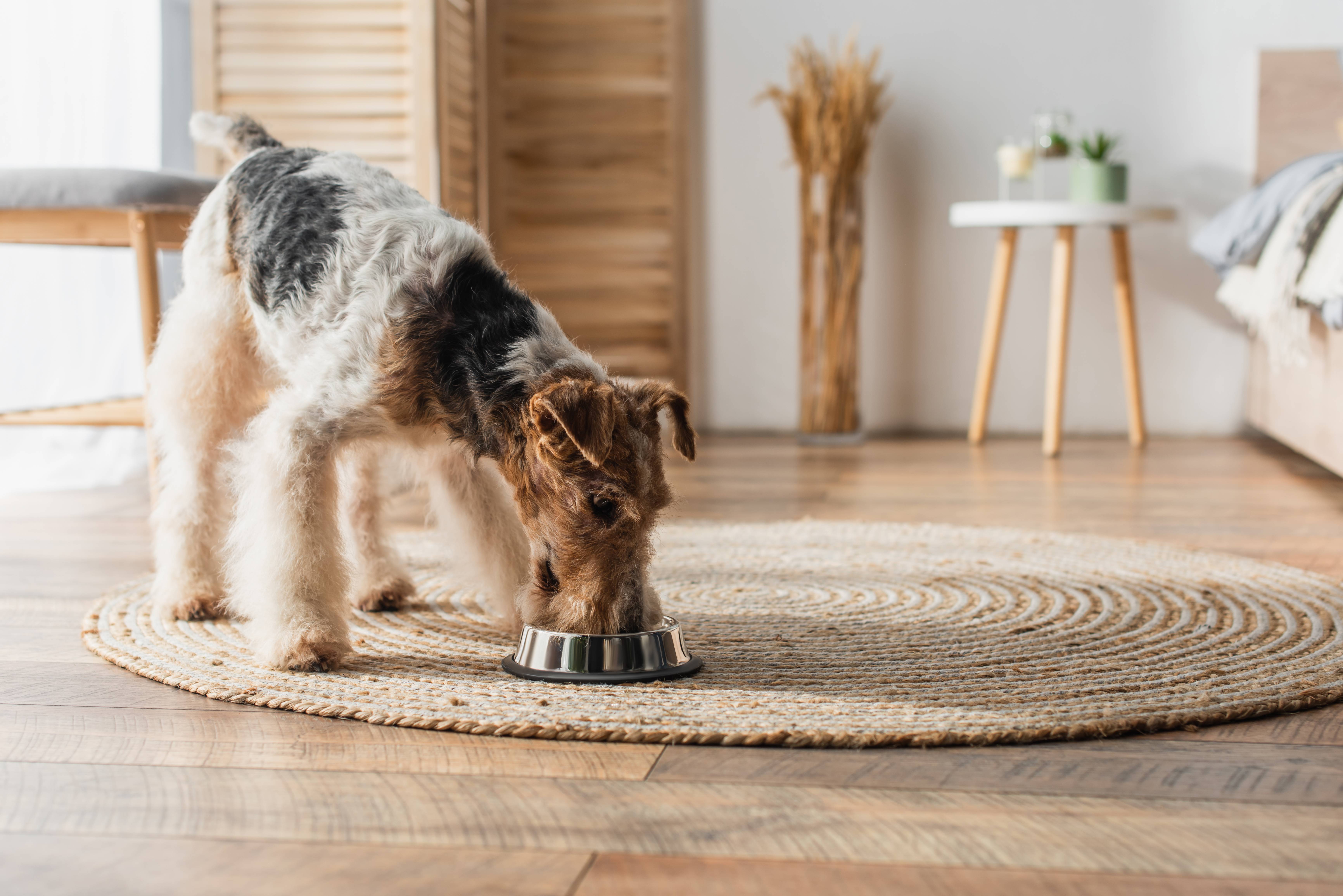 Chien terrier gallois mangeant dans une gamelle sur un tapis rond dans une chambre.