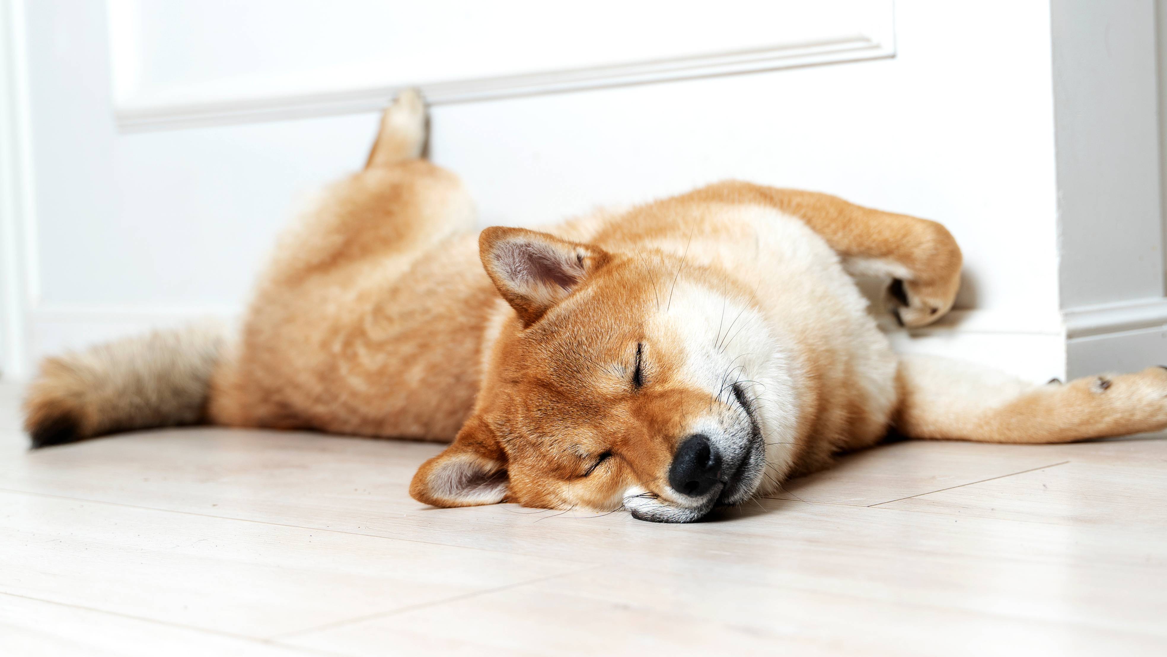 Chien Shiba Inu endormi allongé sur le sol près du mur.