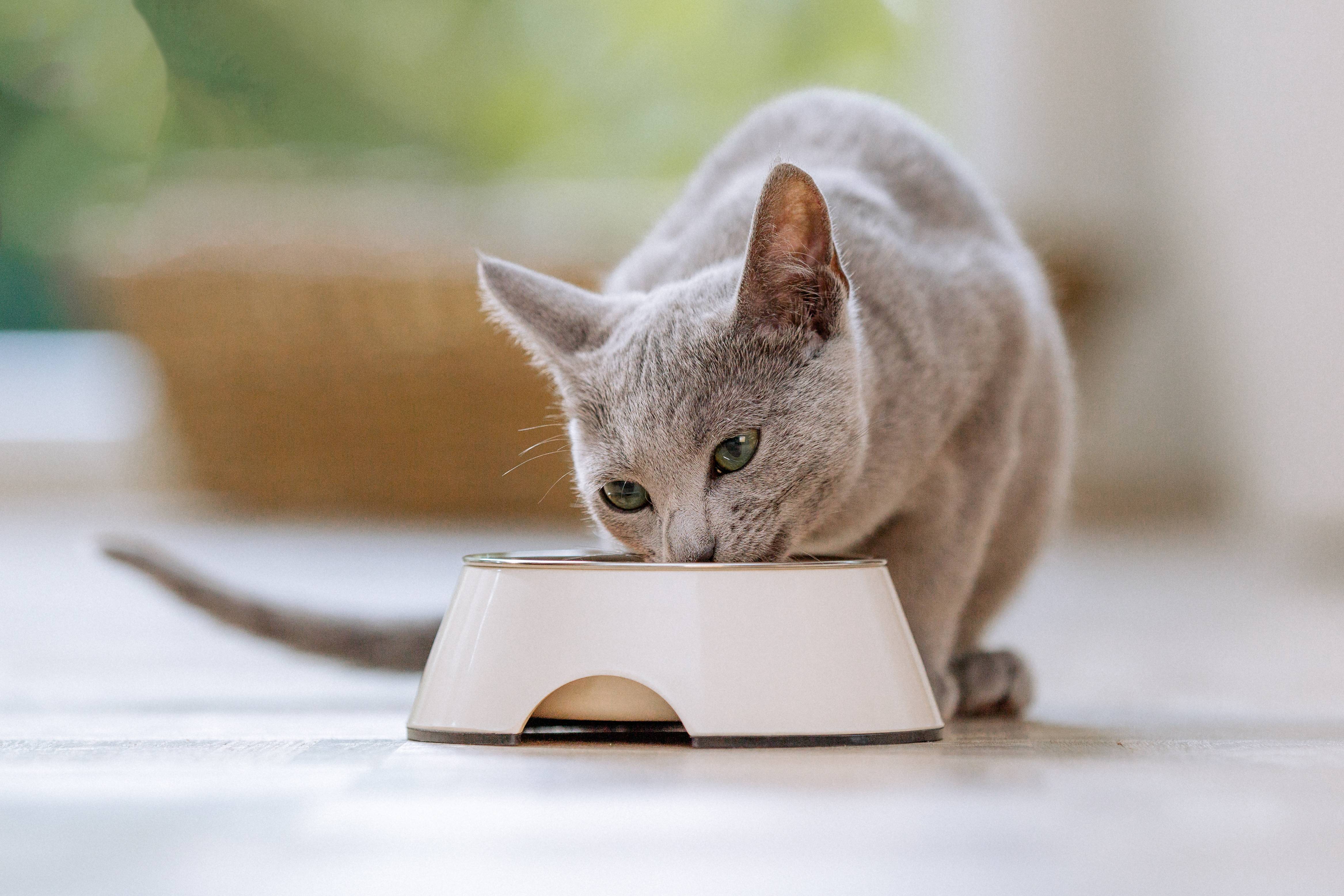 Chat gris mangeant dans une gamelle blanche sur un sol clair.