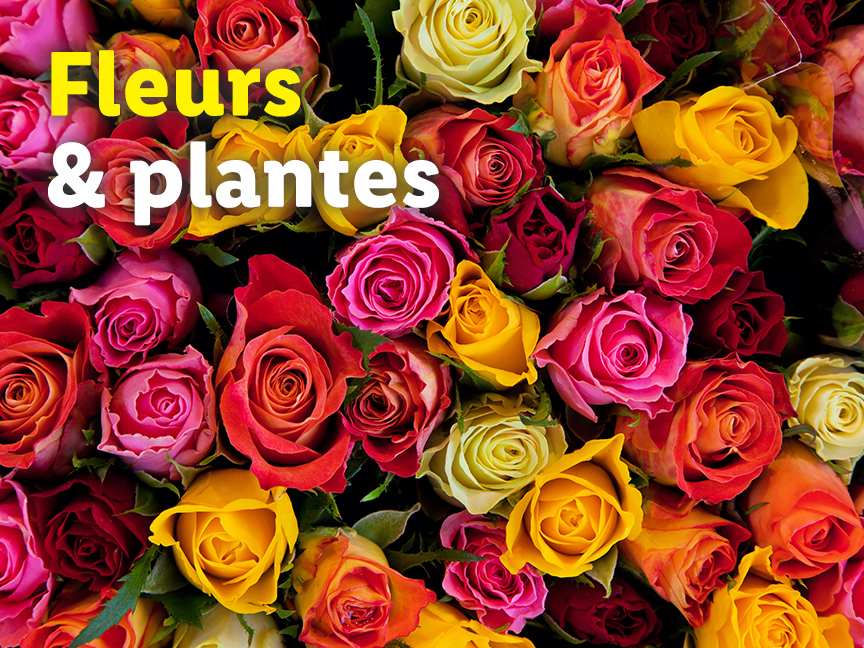 Un bouquet de roses et autres fleurs colorées.