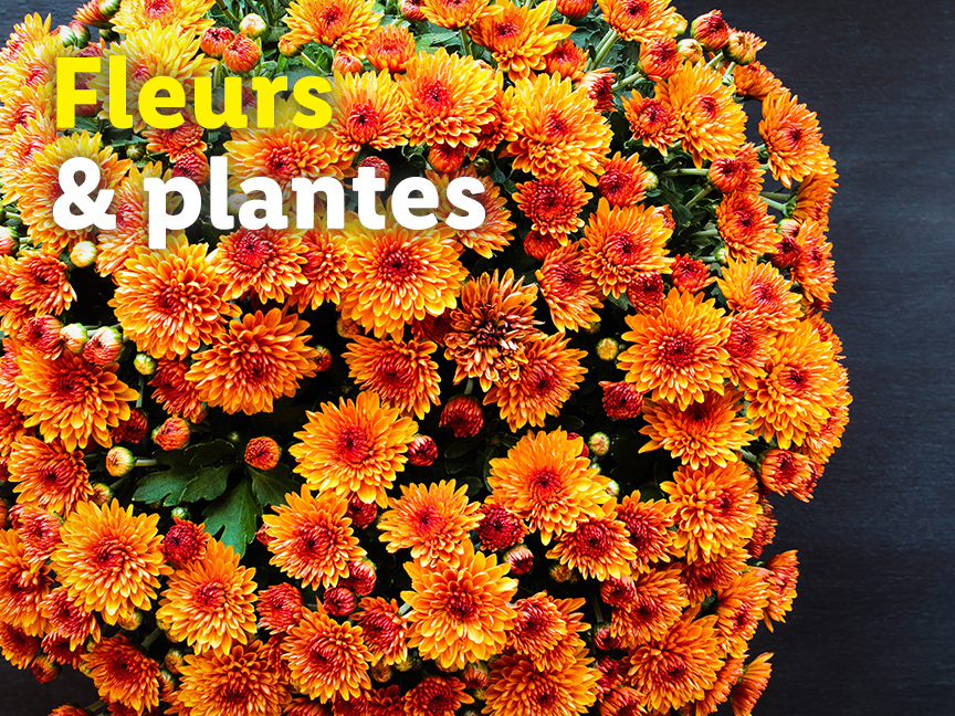 Fleurs et plantes d'automne orange vif.