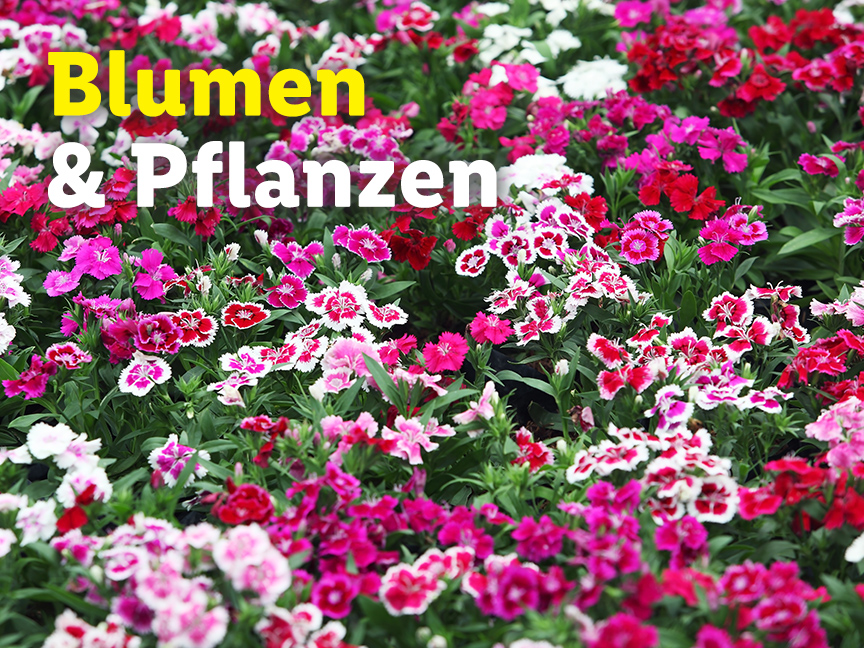 Bunt blühende Blumen und Pflanzen.