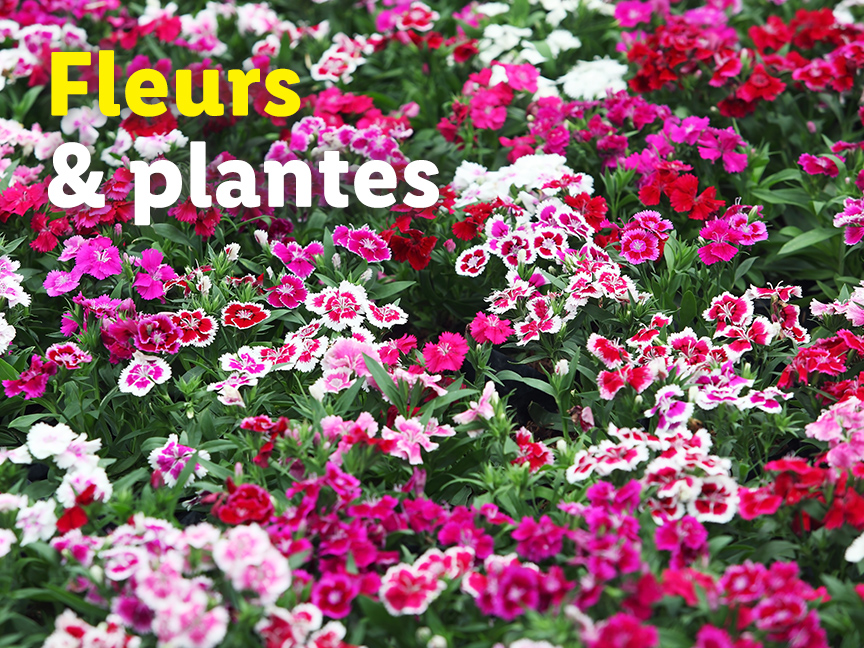 Fleurs et plantes colorées en pleine floraison.