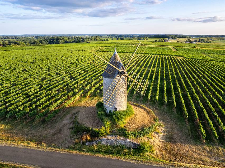 Moulin à vent entouré de vignobles verdoyants sous un ciel bleu.