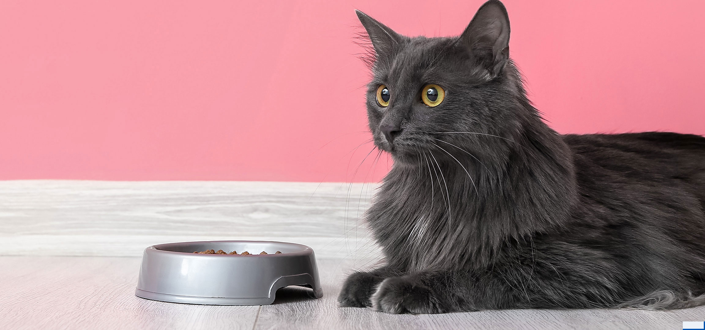 Généré par IA: Chat gris avec gamelle sur parquet et fond rose