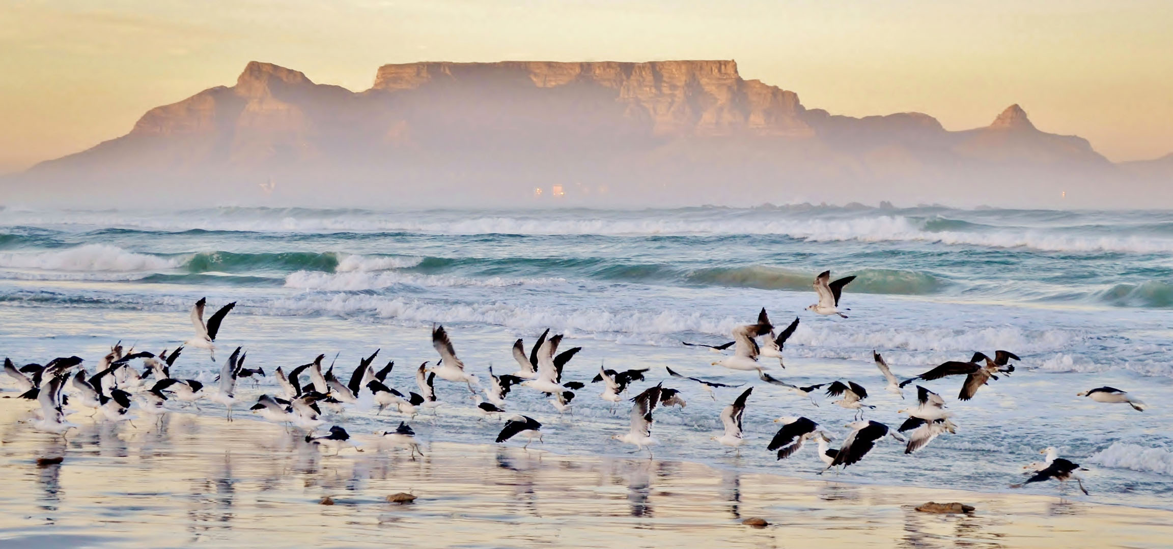 Mouettes s'envolant d'une plage au bord de l'océan avec des vagues déferlantes.