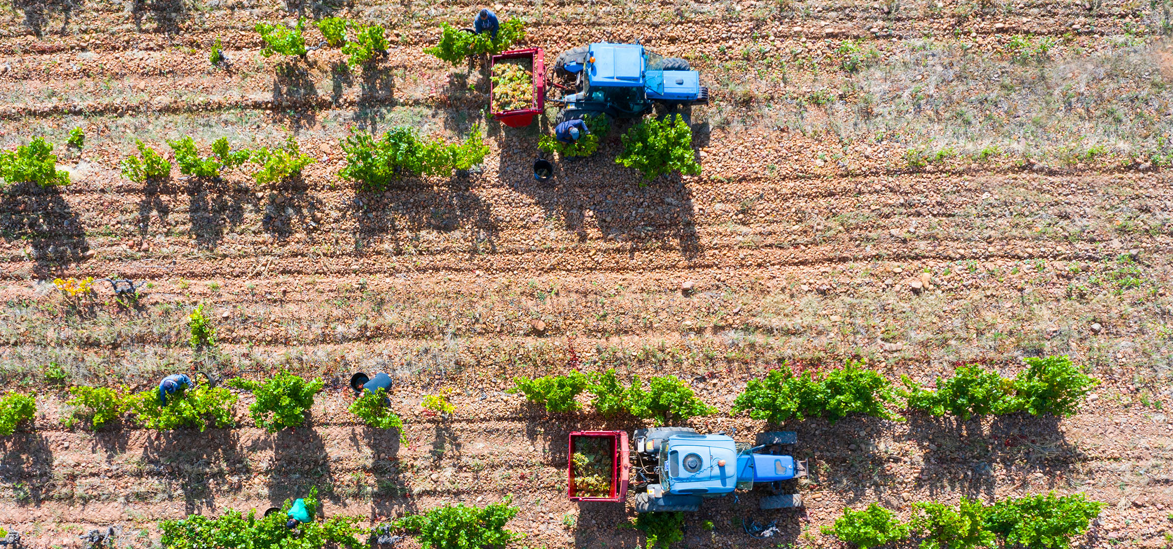 Vendanges dans un vignoble avec un tracteur et des ouvriers