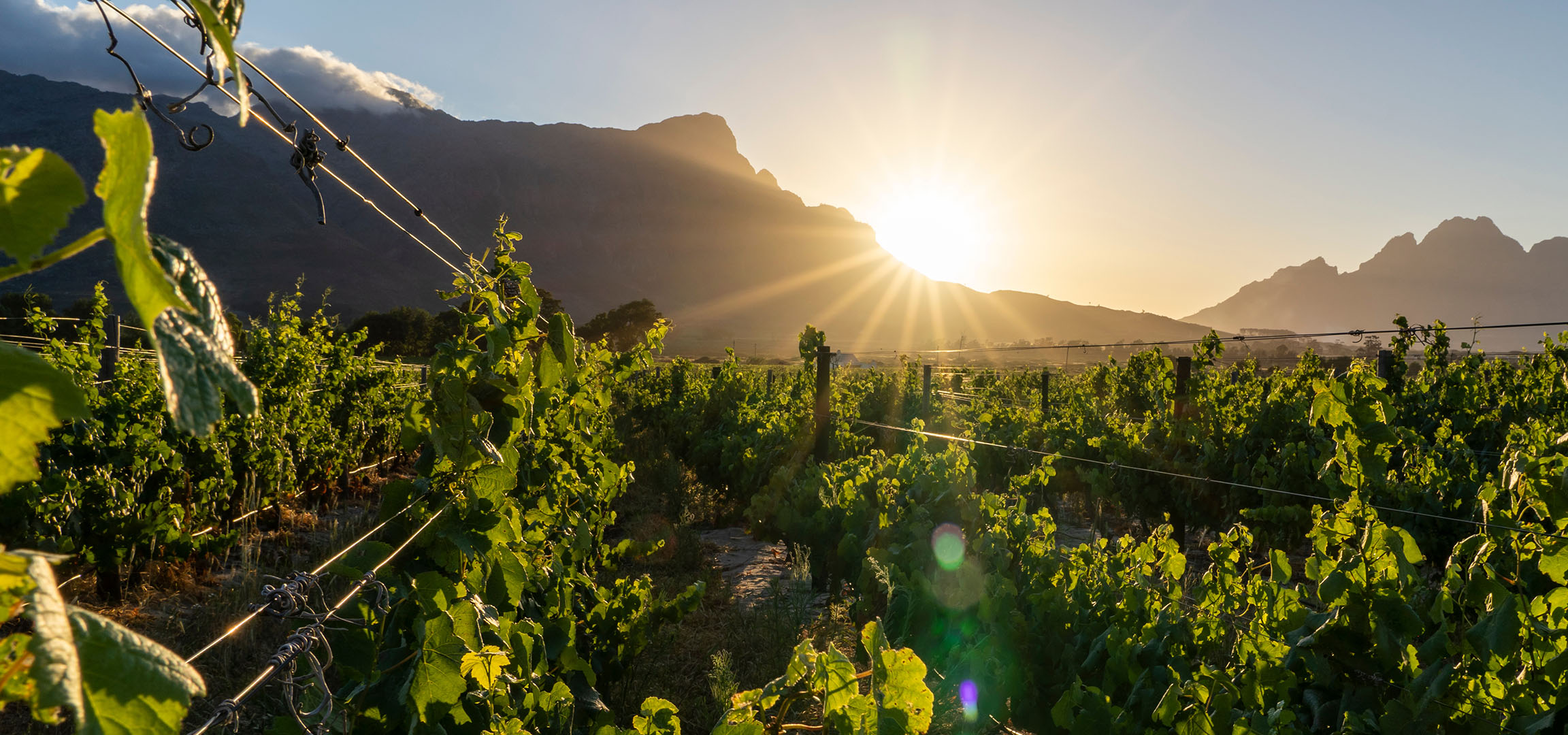 Vignoble au coucher du soleil avec des montagnes en arrière-plan, rayons de soleil.