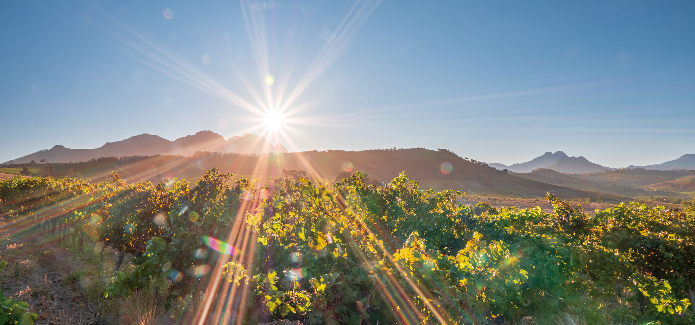 Vignobles ensoleillés avec montagnes en arrière-plan, rayons de soleil éclatants.