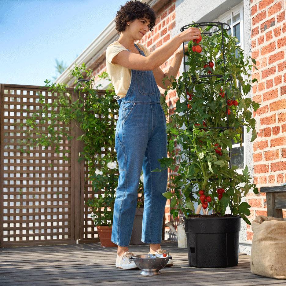 Femme récoltant des tomates d'une grande plante dans une jardinière auto-arrosante sur une terrasse.
