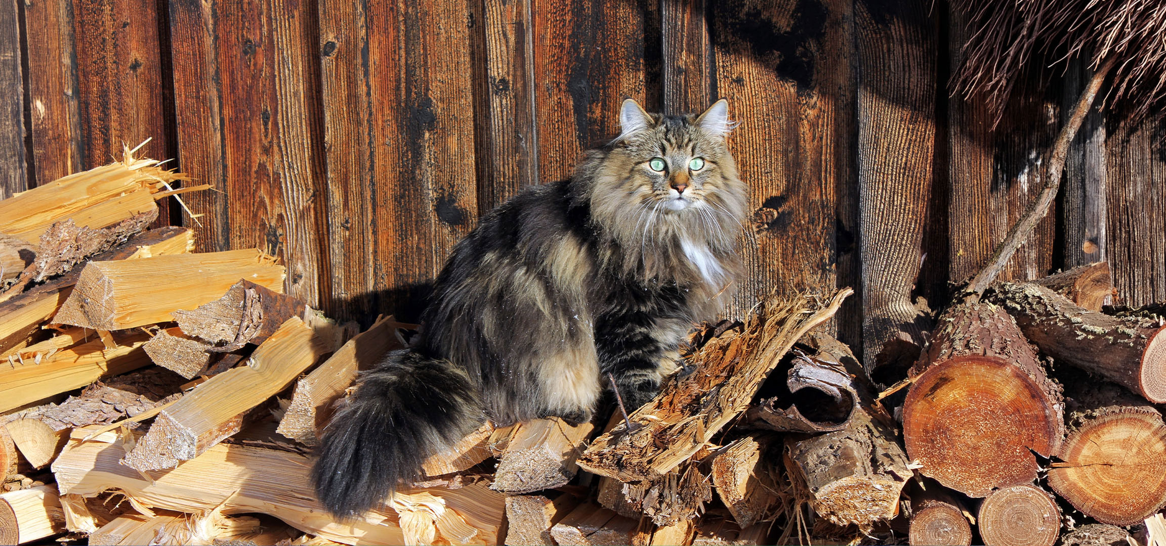 Généré par IA: Chat moelleux aux yeux verts assis sur une pile de bois de chauffage devant un mur en bois.