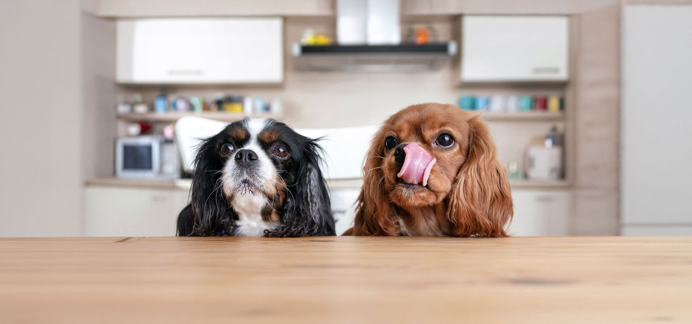 Généré par IA: Deux chiens Cavalier King Charles Spaniel, un tricolore et un rubis, regardant depuis une table.