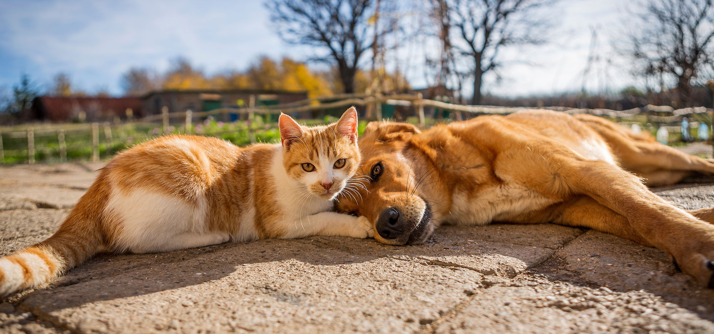 Généré par IA: Un chat et un chien se reposant au soleil sur une terrasse pavée.