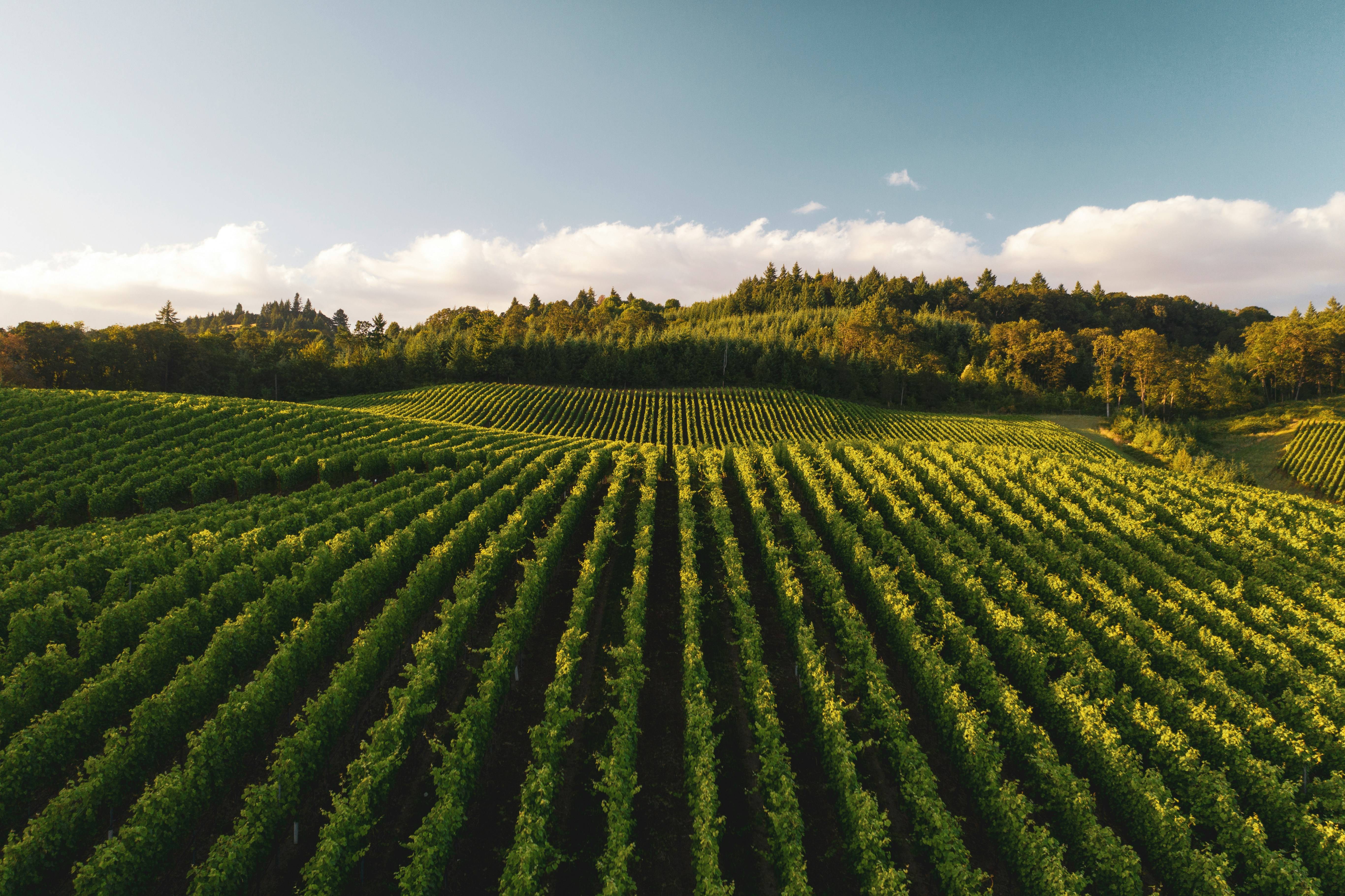 Vue panoramique d'un vignoble avec des rangées de vignes vertes par une journée ensoleillée
